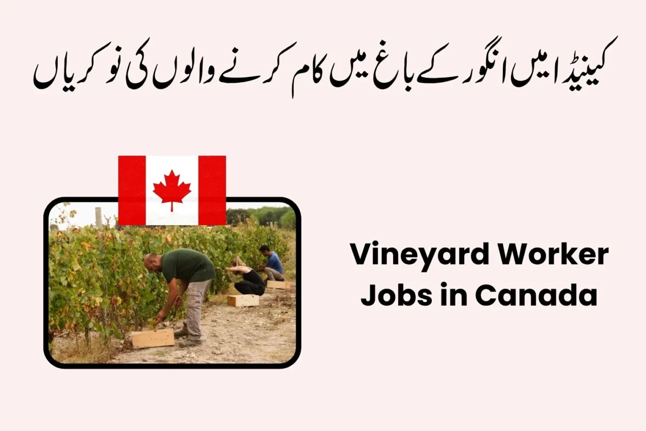 Vineyard Worker Jobs in Canada 2026
