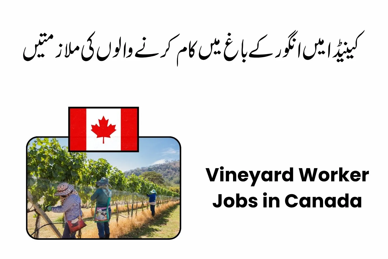 Vineyard Worker Jobs in Canada